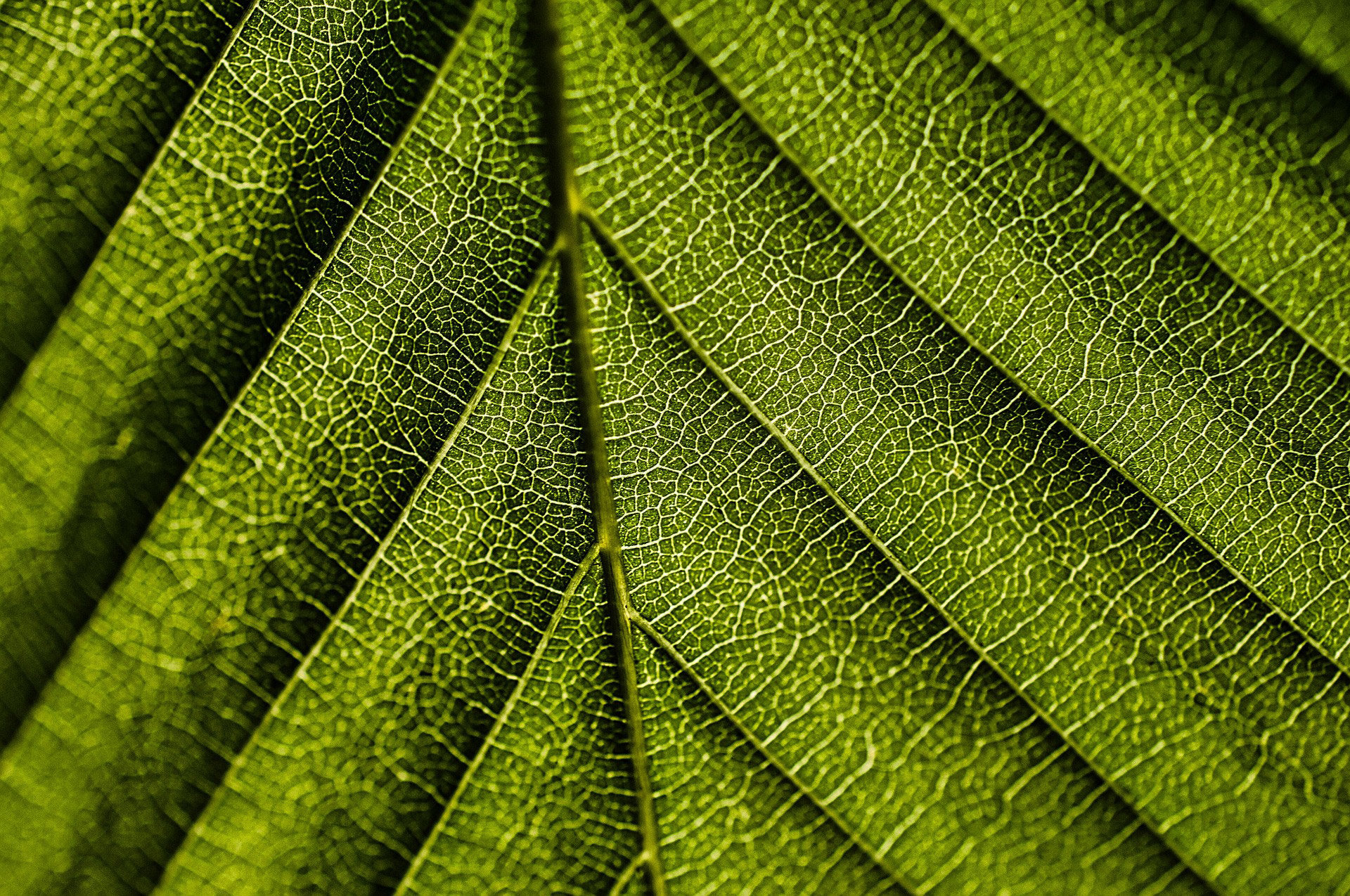 Leaf